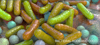 microbiome-forum-thumbnail