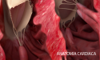 anatomia cardiaca
