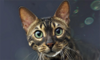 gato listrado olhando para a câmera