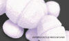 enteroccoccus faecium sf68