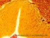 explore-all-areas-of-the-brain