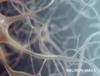 purina-institute-brain-conditions