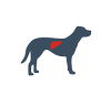dog liver icon