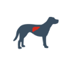 ícone de fígado canino