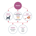 Obesity. Mechanical effect of excessive weight. Chronic inflammation, inflammatory mediators and hormones, adipose tissue. Oxidative stress, accelerated cell damage. Physiological consequence: insulin resistance, joint stress. Potential risks: disease, lameness, diabetes.