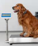 Cães em uma balança no consultório veterinário
