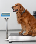 Dog on a scale at the veterinarians office