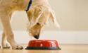 light color dog looking in red food bowl