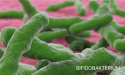 bifidobacterium