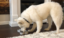 White dog eating from bowl
