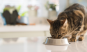 Domestic shorthair eating from bowl indoors