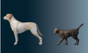 Healthy Body Condition Score - Dog and cat