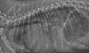 Radiografía de perro con insuficiencia cardíaca