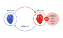 高齢の心臓の図