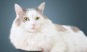 alimentação para gatos seniores