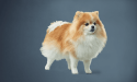 青い背景に立っている白茶の小型犬