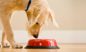 cachorro de cor clara olhando para o recipiente vermelho de alimentos