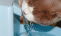 Hidratação em animais de estimação