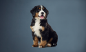 Para filhotes de cachorro de raça grande o crescimento rápido não é o crescimento ideal