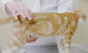 体重評価を受けている黄色い猫