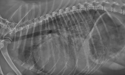 dog xray right lateral thoracic radiograph