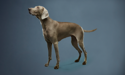 Senior Weimaraner