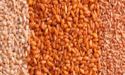 different types of grains