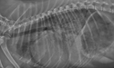 dog xray right lateral thoracic radiograph