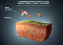 le-microbiote-intestinal-fournit-une-barrière-contre-les-agents-pathogènes