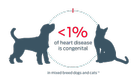 < 1% of heart disease is congenital in mixed breed dogs and cats