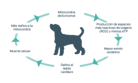 diagrama de mitocondria de perro