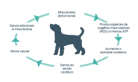 diagrama de mitocôndria de cães