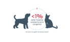 < 1% delle malattie cardiache è congenita nei cani e nei gatti di razza mista