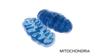 mitochondria