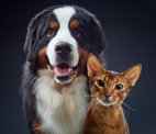 横並びでカメラを見つめる犬と猫
