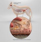 purina-institute-gut-brain-axis