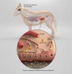 purina-institute-gut-brain-axis