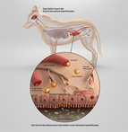 purina-Institute-darm-gehirn-achse