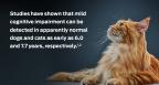 purina-institute-mild-cognitive-impairment