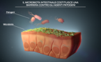 I microbioti intestinali costituiscono una barriera contro gli agenti patogeni
