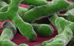 bifidobacterium