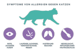 Symptome einer Katzenallergie