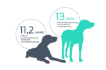 Mittlere Lebenserwartung von Hunden