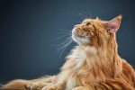chat roux à poils longs