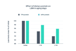 effect of dietary protein on lbm in aging dogs