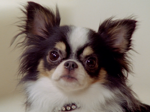 cachorro pequeno