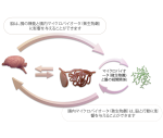 腸脳連関