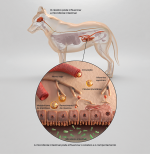 eixo intestino-cérebro do instituto de purina