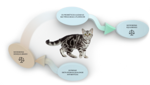 probióticos-gato