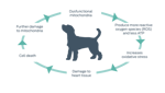 dog mitochondria diagram